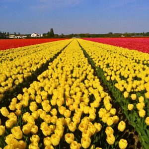 Viaggio di gruppo ad Amsterdam